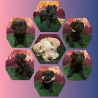 Schnoodle Puppies for sale in Bradford, PA 16701, USA. price: NA