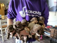 Schnoodle Puppies for sale in Humble, TX, USA. price: NA
