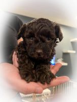 Schnoodle Puppies for sale in Ballwin, MO, USA. price: NA