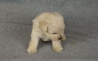 Schnoodle Puppies for sale in SO CARTHAGE, TN 37030, USA. price: NA