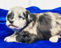 Schnoodle Puppies for sale in Waukon, IA 52172, USA. price: NA