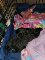 Schnoodle Puppies for sale in Grand Junction, CO, USA. price: NA