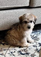Schnoodle Puppies for sale in Grand Rapids, MI, USA. price: NA