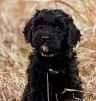 Schnoodle Puppies for sale in Fort Calhoun, NE 68023, USA. price: NA