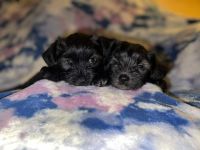 Schnoodle Puppies Photos