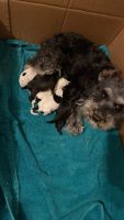 Schnoodle Puppies for sale in Seminole, TX 79360, USA. price: NA