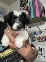 Schnoodle Puppies for sale in Philadelphia, PA, USA. price: NA