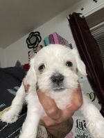 Schnoodle Puppies for sale in Philadelphia, PA, USA. price: NA