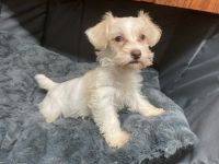 Schnoodle Puppies for sale in Salisbury, NC, USA. price: NA