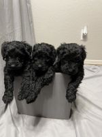 Schnoodle Puppies for sale in Laveen Village, Phoenix, AZ, USA. price: NA