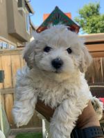 Schnoodle Puppies for sale in Solano County, CA, USA. price: NA