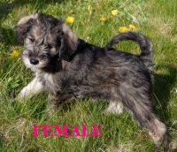 Schnoodle Puppies for sale in Spokane, WA, USA. price: NA