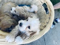 Schnoodle Puppies for sale in McCook, NE 69001, USA. price: NA