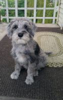 Schnoodle Puppies for sale in Spokane, WA, USA. price: NA