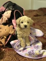 Schnoodle Puppies for sale in Nashville, TN, USA. price: NA