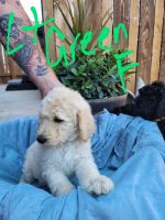 Schnoodle Puppies for sale in Fountain, CO, USA. price: NA