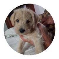 Schnoodle Puppies for sale in North Little Rock, AR, USA. price: NA