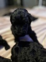 Schnoodle Puppies for sale in Little Rock, AR 72206, USA. price: NA