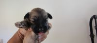 Schnoodle Puppies for sale in Phoenix, AZ, USA. price: NA