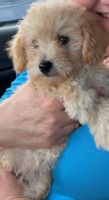 Schnoodle Puppies for sale in Forsyth, GA 31029, USA. price: NA