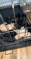 Schnoodle Puppies for sale in The Bronx, NY, USA. price: NA