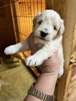 Schnoodle Puppies for sale in Lawndale, NC 28090, USA. price: NA