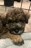 Schnoodle Puppies for sale in Buford, GA, USA. price: NA