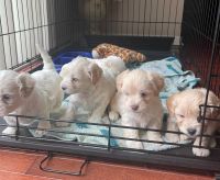 Schnoodle Puppies for sale in Buffalo, NY, USA. price: NA