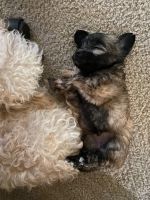 Schnoodle Puppies for sale in Glendale, AZ, USA. price: NA