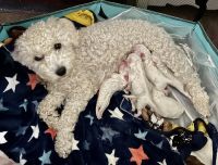 Schnoodle Puppies for sale in Albuquerque, NM 87124, USA. price: NA