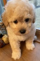 Schnoodle Puppies for sale in Greenville, SC, USA. price: NA