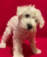 Schnoodle Puppies for sale in Ione, CA 95640, USA. price: NA