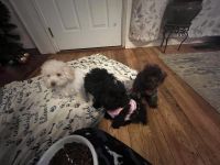 Schnoodle Puppies for sale in Portland, OR, USA. price: NA