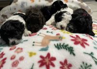 Schnoodle Puppies for sale in Columbia, SC, USA. price: NA