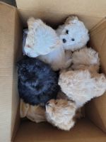 Schnoodle Puppies for sale in 349 County Rd 400e, Seminole, TX 79360, USA. price: NA