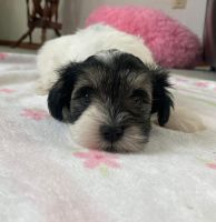 Schnoodle Puppies for sale in Chariton, IA 50049, USA. price: NA