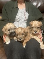 Schnoodle Puppies for sale in Arlington, TN, USA. price: NA