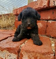 Schnoodle Puppies for sale in 1227 County Rd 365, Brownfield, TX 79316, USA. price: NA