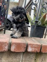 Schnoodle Puppies for sale in 1292 Dyanna Ct, Vista, CA 92084, USA. price: $370