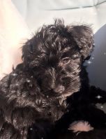 Schnoodle Puppies for sale in Parker, CO, USA. price: $1,500