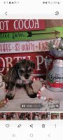 Schnoodle Puppies for sale in Benson, MN 56215, USA. price: $850