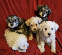 Schnoodle Puppies for sale in Union Bridge, MD 21791, USA. price: $800
