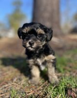 Schnoodle Puppies for sale in Houston, Texas. price: $1,000