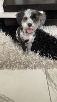 Schnoodle Puppies for sale in West Palm Beach, Florida. price: $3,000