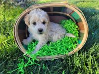 Schnoodle Puppies for sale in 349 County Rd 400e, Seminole, TX 79360, USA. price: $400