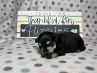 Schnoodle Puppies for sale in Snowflake, Arizona. price: $2,000
