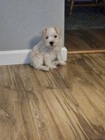 Schnoodle Puppies for sale in Peck, Michigan. price: $500