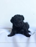 Schnoodle Puppies for sale in Millersburg, OH 44654, USA. price: NA