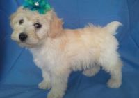 Schnoodle Puppies for sale in Kansas City, KS, USA. price: NA