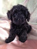 Schnoodle Puppies for sale in Los Angeles, CA, USA. price: NA